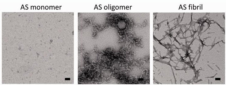 α-synuclein monomer, fibril, and oligomer.