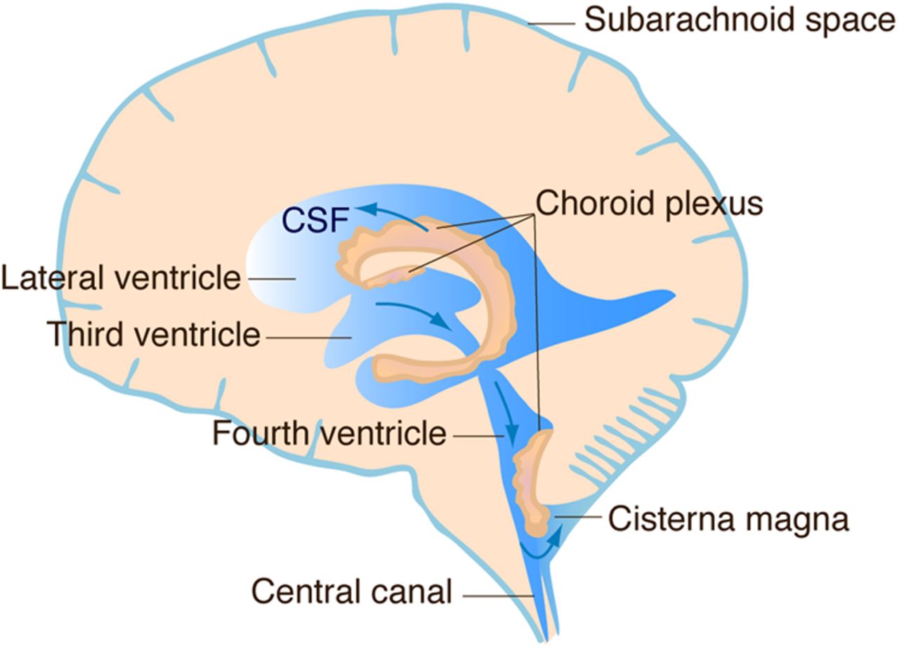 Choroid Plexus