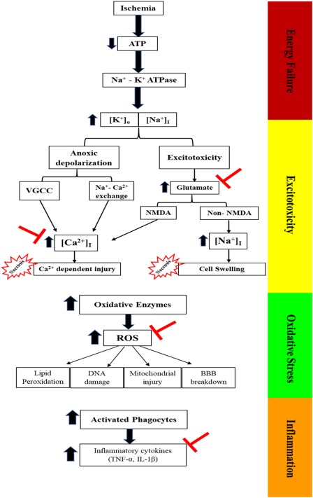 Diagram of ischemia pathophysiology in PD