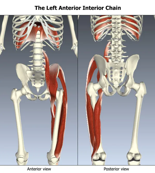 Left Anterior Interior Chain